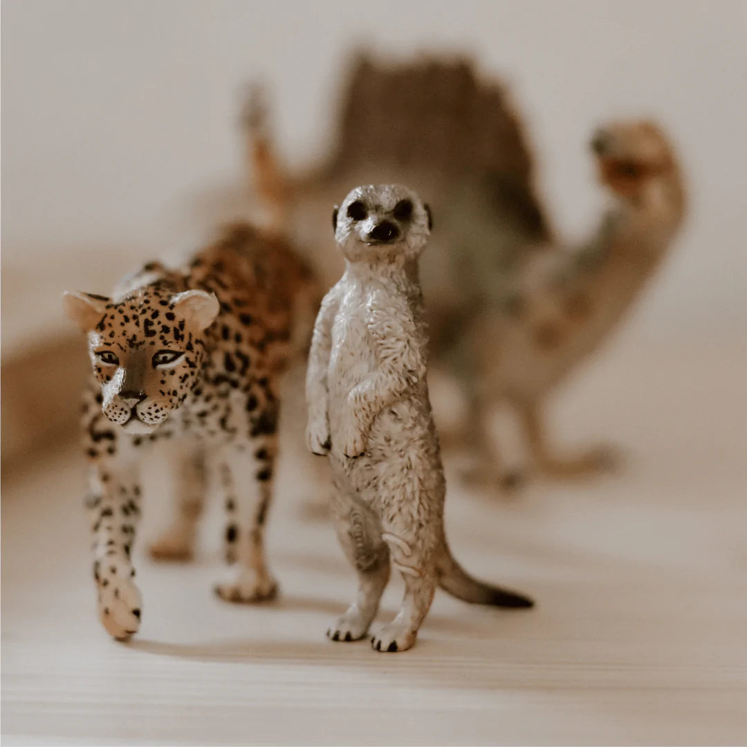 Collecta