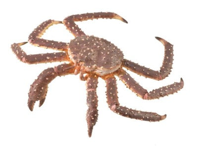 Collecta King Crab (XL)