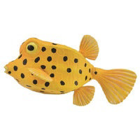 Collecta boxfish (S)
