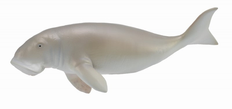 Collecta Dugong (L)